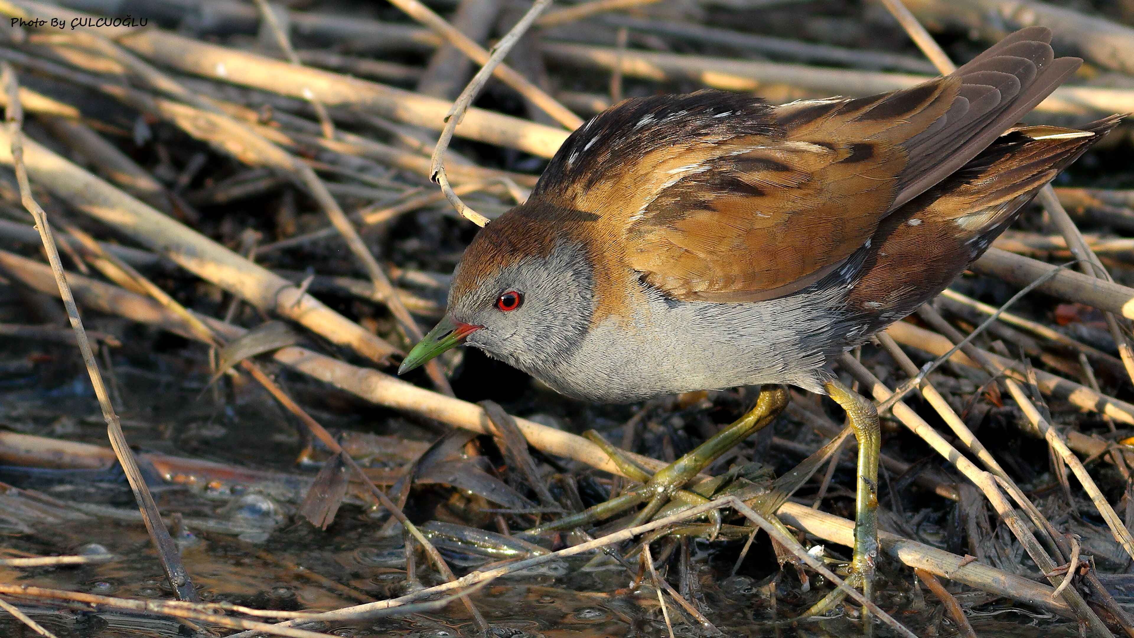 Little Crake